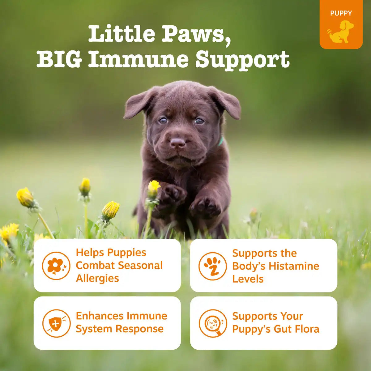 Puppy Allergy & Immune Bites